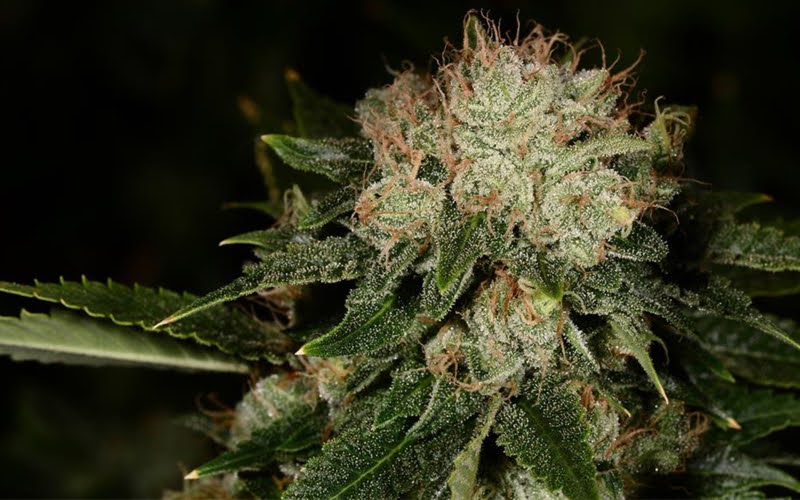 Bruce Banner