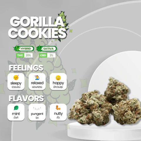 ข้อมูลเกี่ยวกับสายพันธุ์กัญชาของ Gorilla Cookies