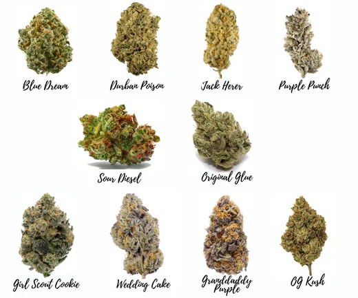 cannabis strains