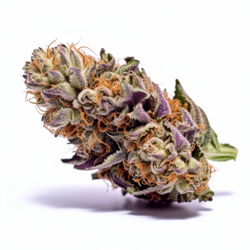 Granddaddy Purple เป็นสายพันธุ์กัญชาที่มีเอกลักษณ์เฉพาะตัวที่หลายคนชื่นชอบ