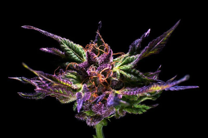 grandaddy purple cannabis