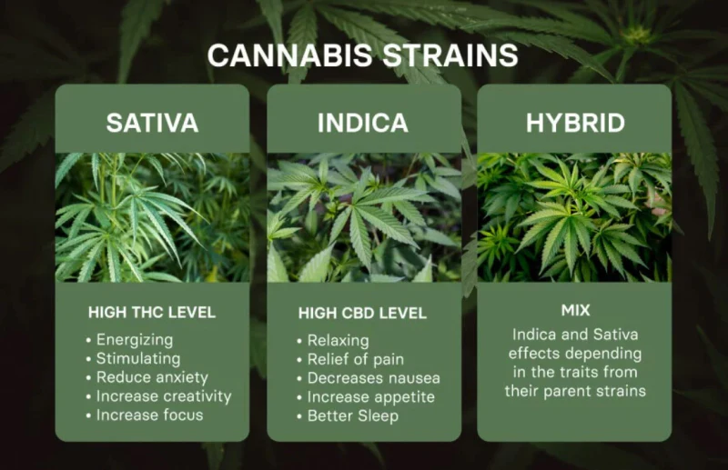 เปรียบเทียบกัญชา sativa, indica และ hybrid