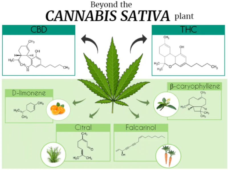 sativa cannabis