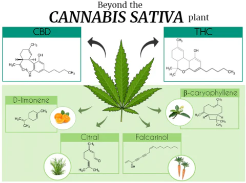 การจำแนกประเภทของกัญชา sativa