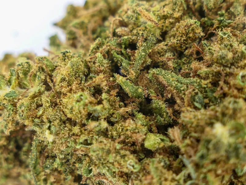 OG Kush: ผลกระทบ ประโยชน์ และอื่นๆ 5 OG Kush ได้รับการยกย่องอย่างสูง